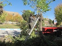 عملیات هرس درختان سطح شهر شلمزار آغاز شد.