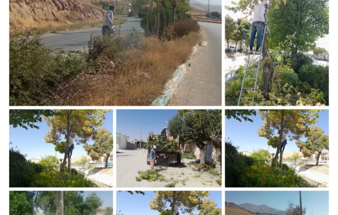 اجرای عملیات هرس پاییزه ی درختان توسط شهرداری شلمزار
